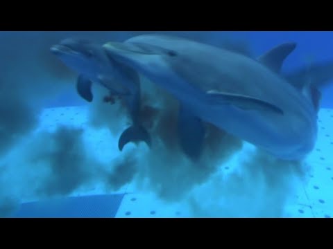 Video: Dove partoriscono i cetacei?