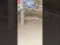#viral video#trending #