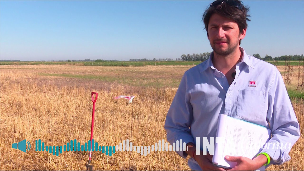Trigo: las napas recargadas aseguran agua para la campaña intangible