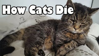 How do cats die and why do they leave home? How to support a dying cat by LIFE OF CATS 283 views 4 weeks ago 9 minutes, 38 seconds
