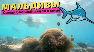 Мальдивы: встреча с самой большой акулой в мире!