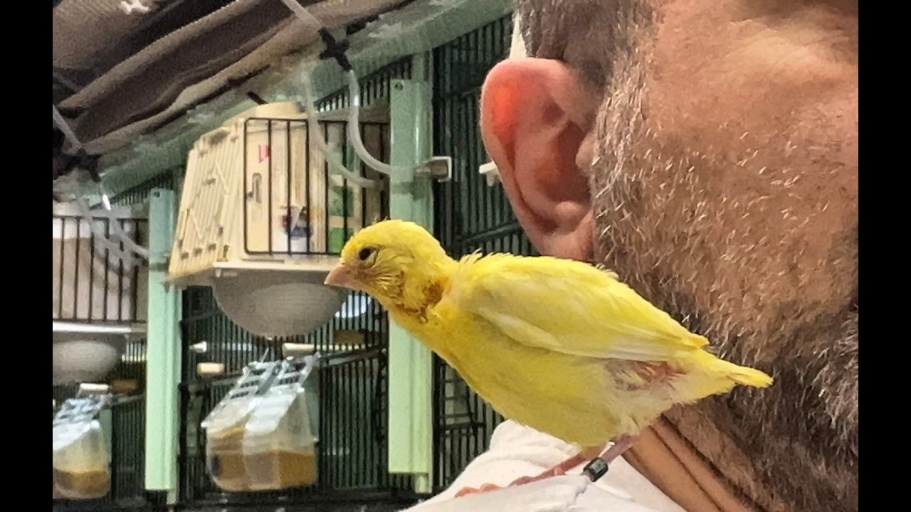 Aggiornamento Cove 2026: Come va ? Guarda e ascolta !!!!