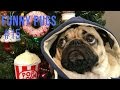 Best of Doug the Pug compilation 2017 | Смешные мопсы 2017 нарезка