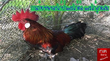 การถ่ายขนของไก่ป่าและไก่ต่อtle.0897401028