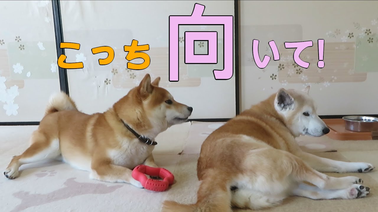 背を向ける相棒にそれとなく 遊んで と訴えるものの 柴犬まめ Youtube