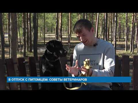 В ОТПУСК С ПИТОМЦЕМ: СОВЕТЫ ВЕТЕРИНАРОВ