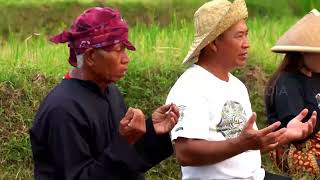 Mengenal Tradisi Ngaiti Padi Bareng Bolang | SI BOLANG (01/05/24)