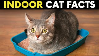 13 Surprising Facts About Indoor Cats