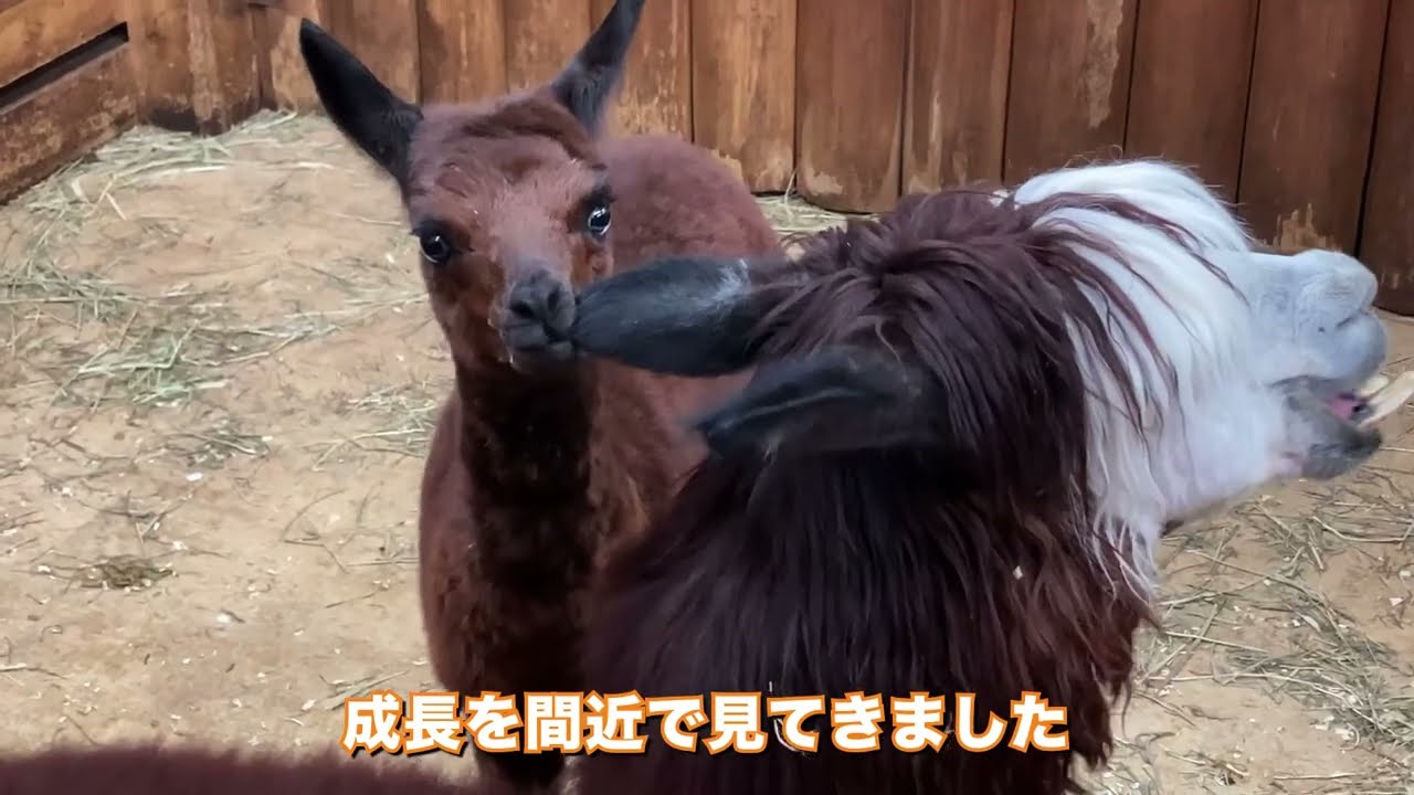 実習成果報告 動物 環境系クラス We Are Eco 22 オンライン 大阪eco動物海洋専門学校