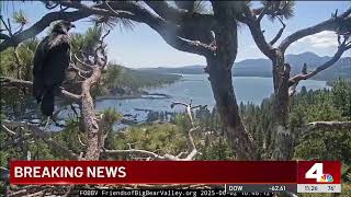 One of Big Bear eaglets takes first flight