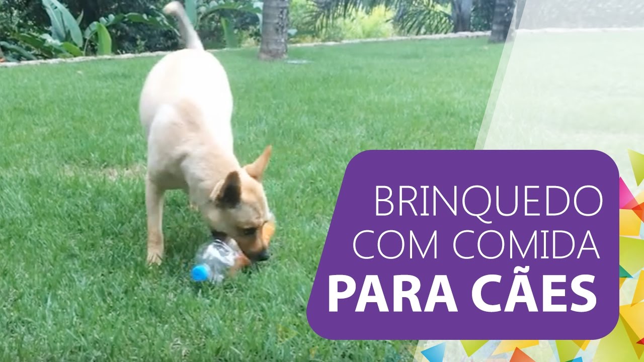 Brinquedos para enriquecimento ambiental canino!