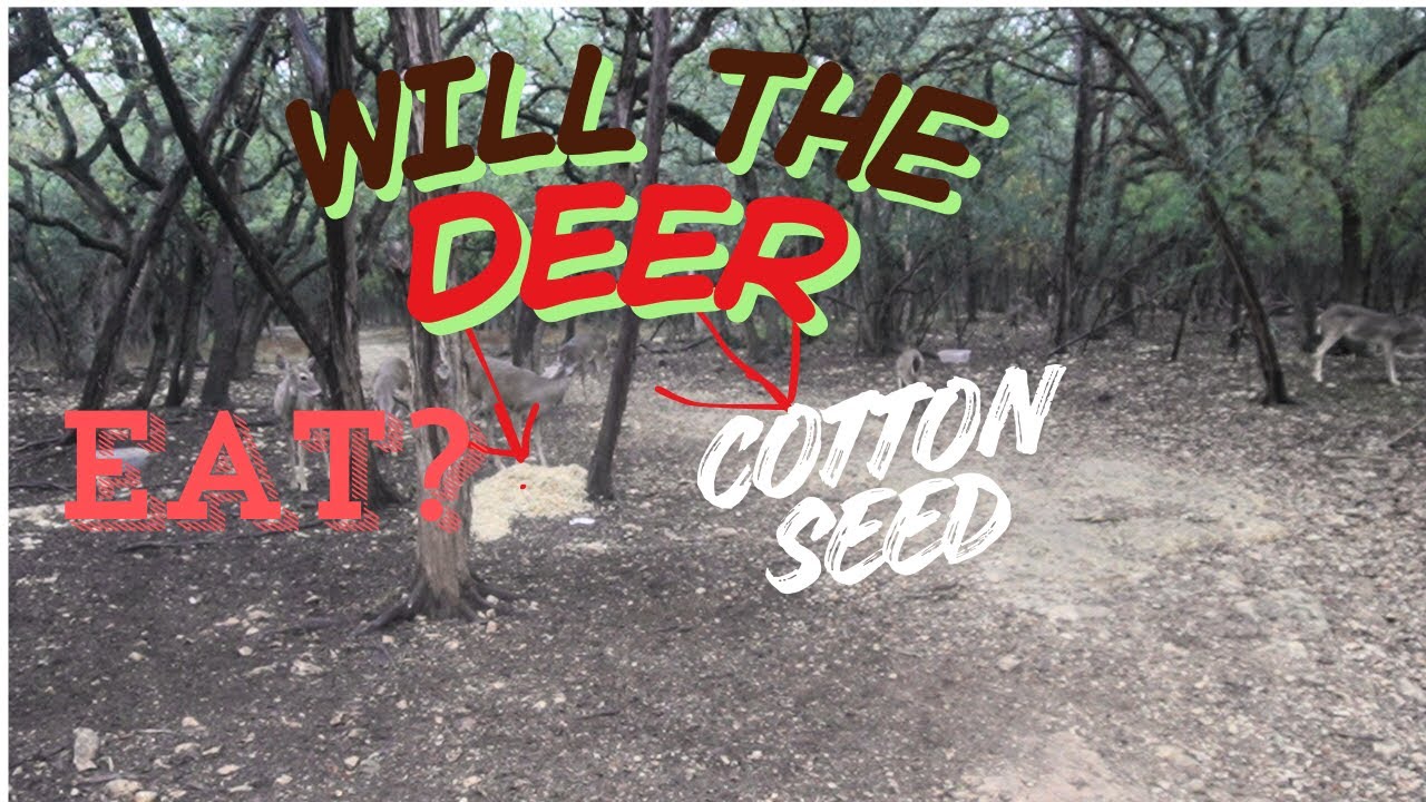 Will the deer eat it cotton seed