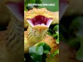 Bush viper swallowing a mouse #bushviper #viper #snake #snakevideo #danger #venomous #shorts