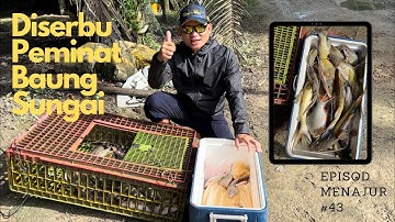 [EPS 43] Catch and Sell Baung Sungai