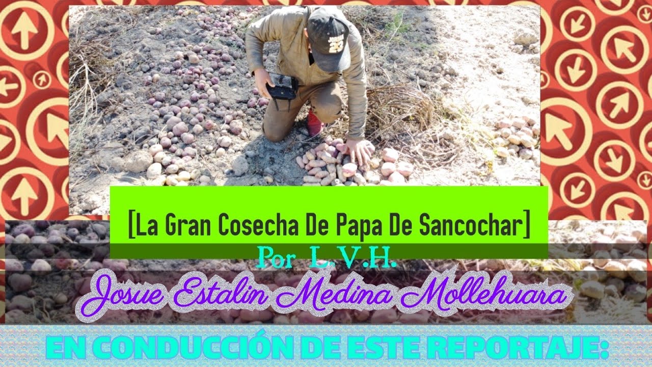 De esta manera cosechamos [LA PAPA COLOR🥔] En Mi Comunidad De ...