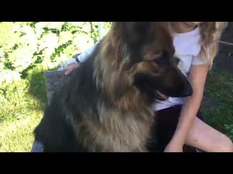 Video: Sirds Tārpu Slimība Suņiem (Dirofilariasis Suņiem)