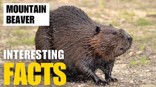 Exploring the Fascinating World of  Mountain Beaver | Interesting Facts | The Beast World