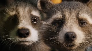 Origin | Rocket Raccoon |  Its Time | Imagine Dragons Cover (Jordan Frye)