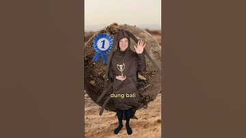The dung beetle olympics #comedy #music #parody of Kung Fu Fighting by Carl Douglas