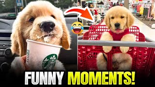 These Golden Retrievers are Most Funniest Creatures on Earth by Makoree Pet Corner 1,142 views 3 months ago 8 minutes, 21 seconds