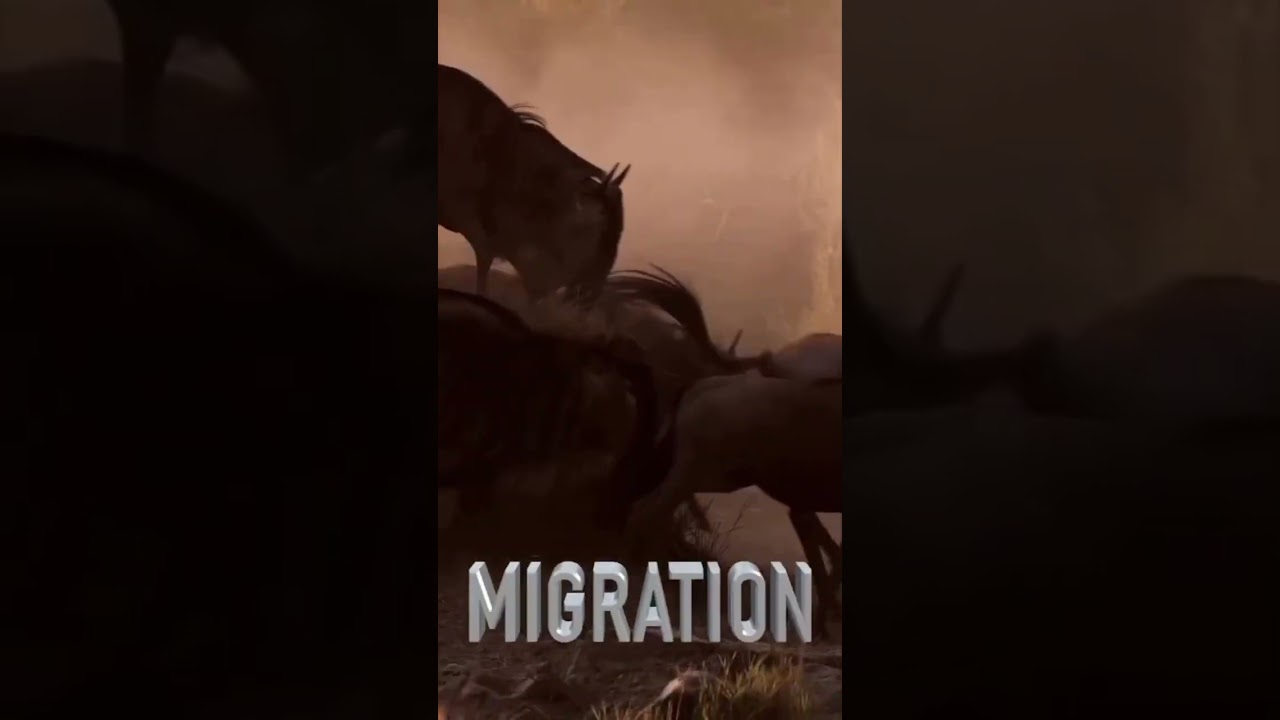 Witness Earth’s Greatest Migration — Raw, Wild, Unstoppable! 🐃🔥 