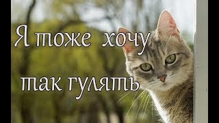 Я Тоже Так Хочу Гулять! Реальная История.