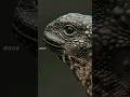 Will the little iguana survive the snakes? 😱🥺 #wildlife