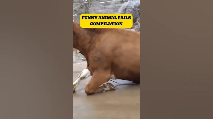 Video 7953931: cats funnycats funnycatvideos, cats funnycats compilation, cat funnycatvideos animals, cat fails compilation, funny animals compilation, post funny