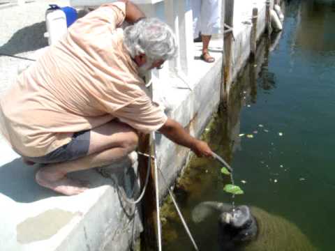 Adele and Richard playing with a manatee