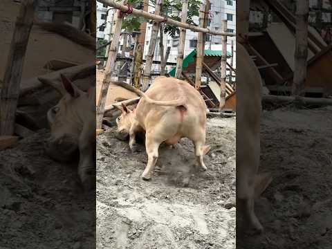 Small in size, big in attitude this Punganur bull loves the sand 🐂💪