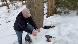 Tapping Maple Trees for Maple Syrup