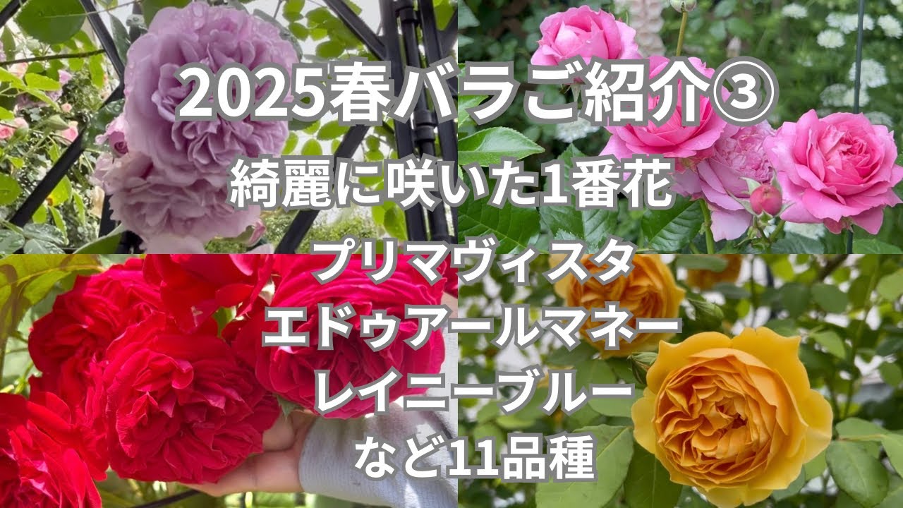 42【次々咲いた5月上旬の春バラ② 】可愛いロサオリ・プリマヴィスタ