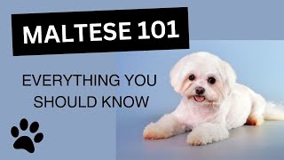 Maltese 101 - Everything You Need to Know about this Breed