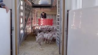 How America’s Pig Farms Build a Legacy Centered Around Animal Health