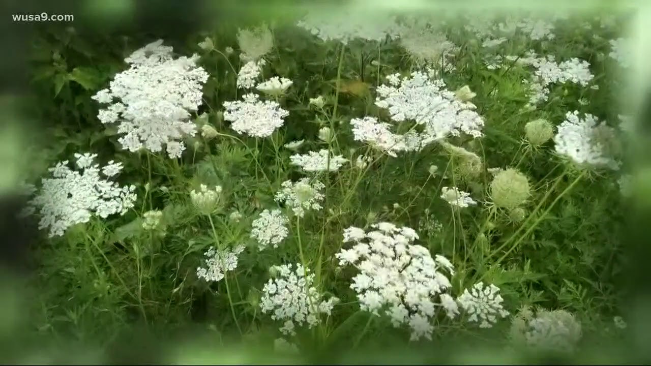 Dangerous plant discovered in Virginia