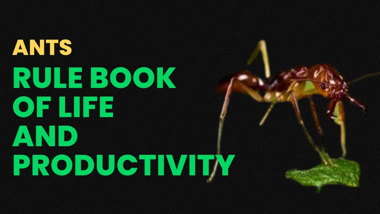Ants Rule Book of Life