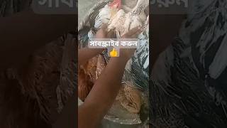 দেশি মুরগি বিক্রি করে দিলাম???Deshi pegion, Hatching