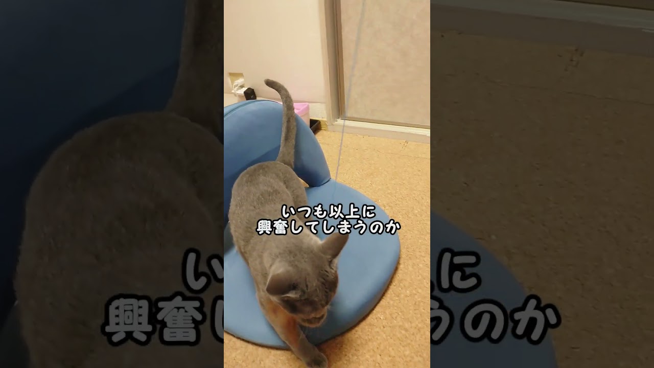 【猫動画】座椅子で遊んでしまうロシアンブルー【russianbule】