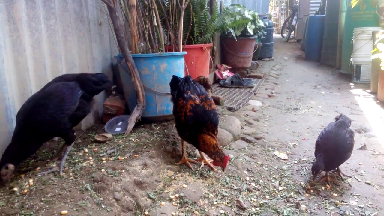 Nepali local chickens YouTube