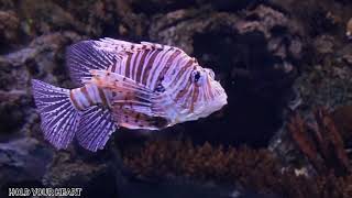 أجمل الأسماك الملونه حول العالم HD  beautiful fish