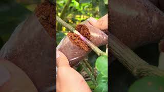 Chiết cành , tạo rễ, kích rễ dùng Keo LS10 #bonsai #bonsaitihon #bonsaiongtre #bonsaitree