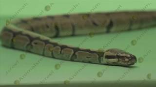 Snake crawling green screen close up video-42. Green screen animals stock footage.