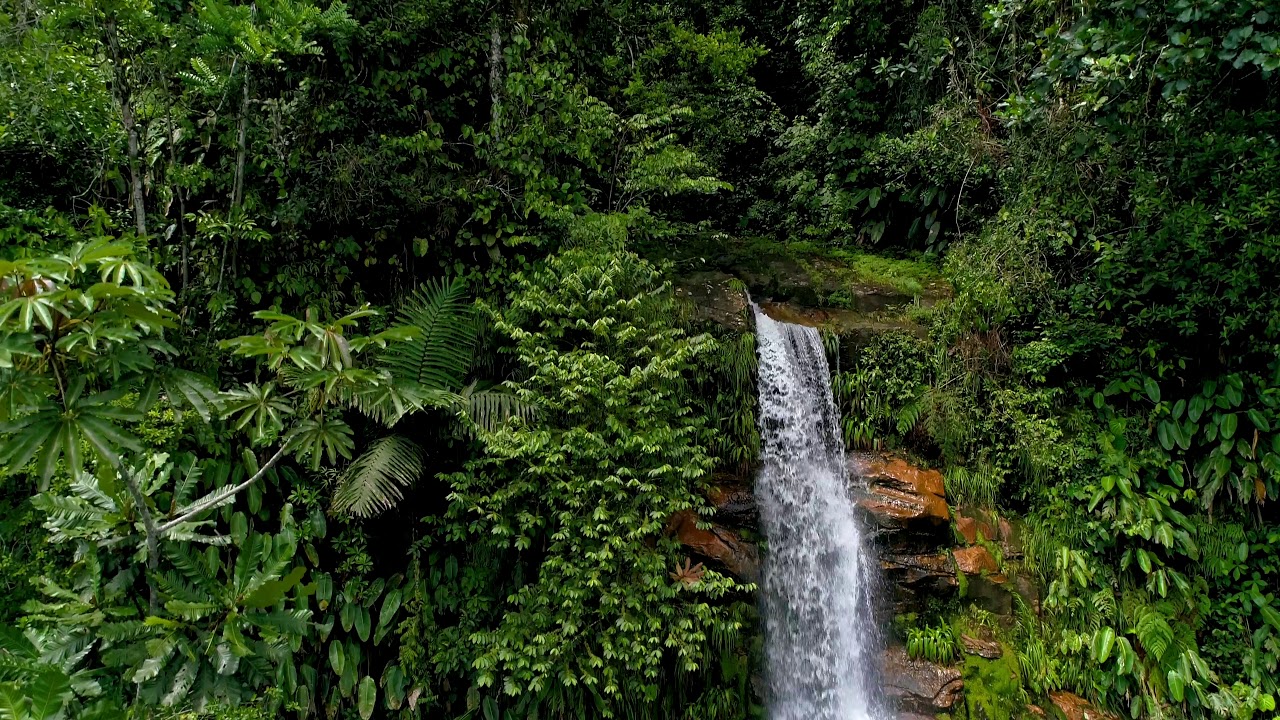 Randers Regnskov - Optagelser med drone