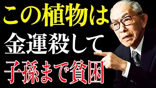 【衝撃の真実】玄関に置くと“人生が転落する”7つの観葉植物──松下幸之助が遺した運命を左右する警告とは？| 偉人の言葉