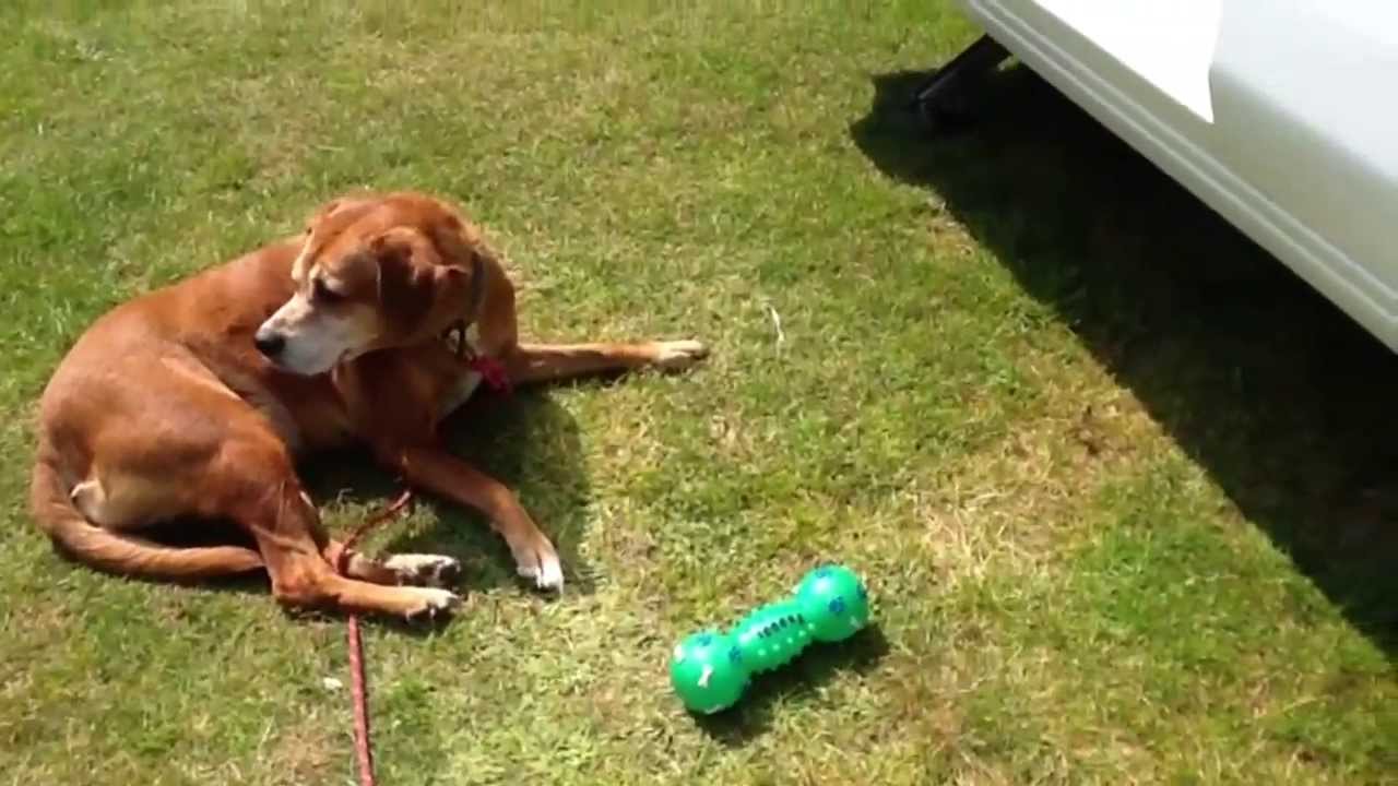 Den søde hund Luna YouTube