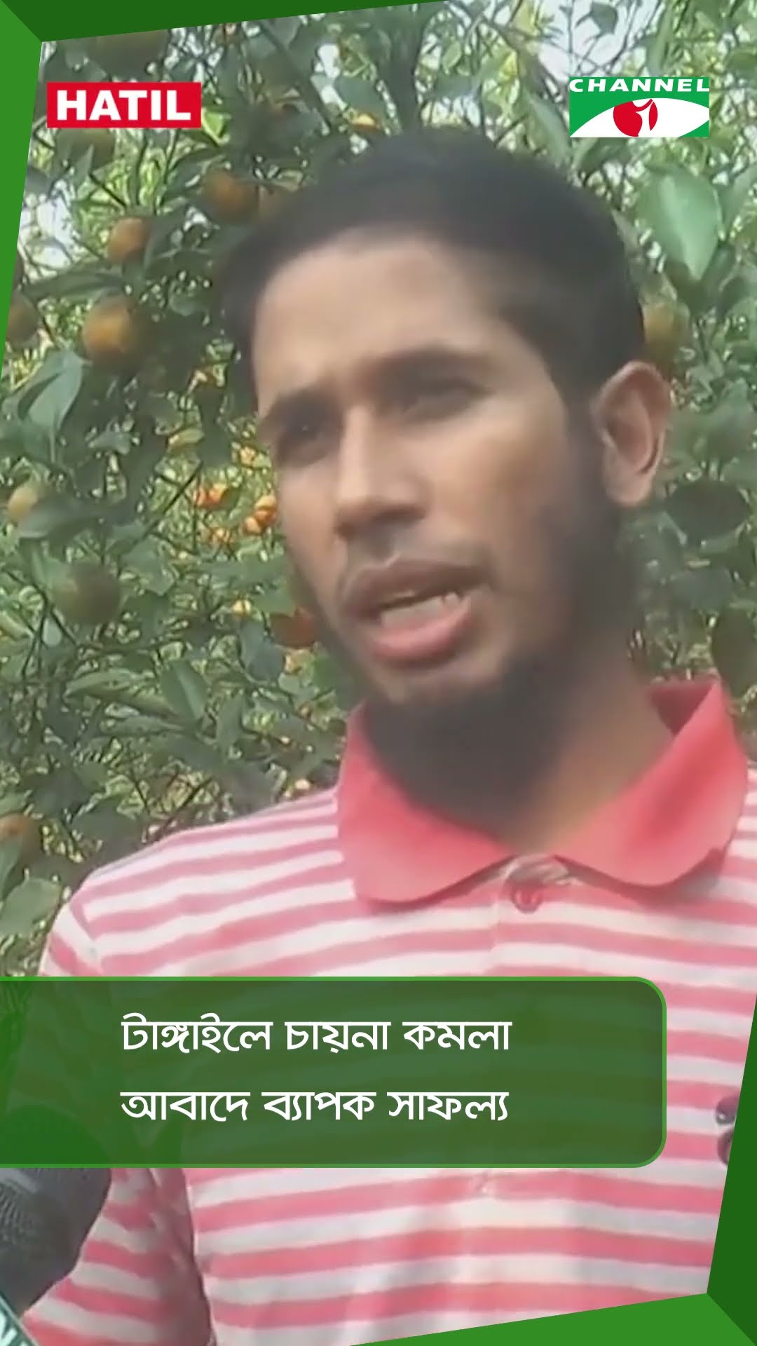 টাঙ্গাইলে চায়না কমলা আবাদে ব্যাপক সাফল্য || Channel i News