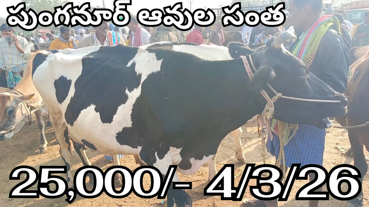 Punganur Cows Market Every Week 🐄