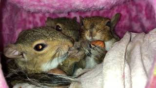 Sharing Is Caring With The Hurricane Irma Babies