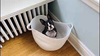 Boston Terrier Learning Dog Parkour