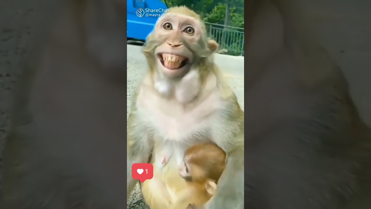 Cute Monkey Laughing 